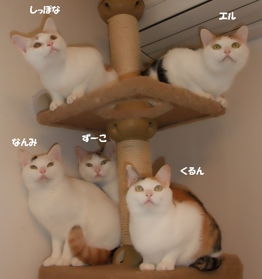 全猫集合