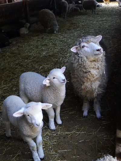かわいい子羊 羊画像 ロリスの これやった 日記
