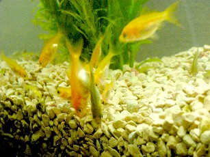 赤ちゃん金魚2