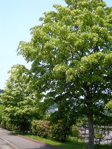 菩提樹の並木