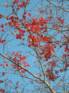 サルスベリの紅葉