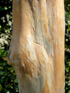 サルスベリの木肌