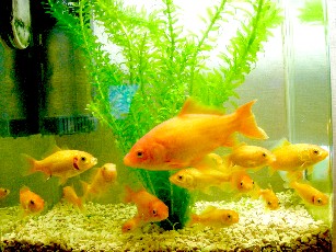 金魚たち