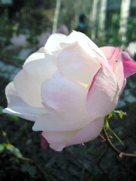 バラの花2