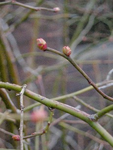 ブルーベリーの花芽2