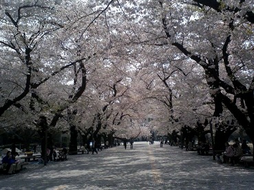 都内の桜　4