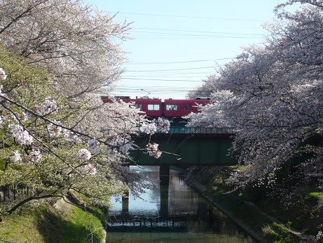 *電車が桜の中を通過～*