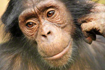Chimp, Nigeria_DSC1203-1.20.10 (4)