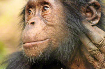 Chimp, Nigeria_DSC1021-1.20.10 (4)